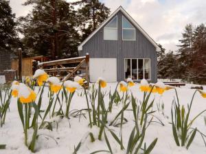 a group of flowers in the snow in front of a house at The Bothy, Nethy Bridge in Nethy Bridge