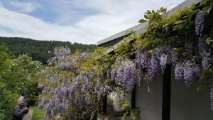 un hombre de pie junto a un edificio con glicinas púrpuras en Idyllische Wohnung mitten in der Natur „ Haus Magnolia „ en Fischbachtal