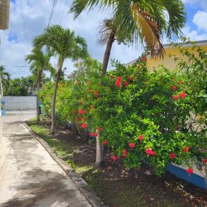 a row of bushes with red flowers and palm trees at Dolphin Inn Guesthouse & Apartments in Christ Church
