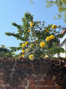 a bunch of yellow flowers on a brick wall at NEU! Ferienhaus Kleine Auszeit - Nur für Feriengäste - ABC1 in Wismar