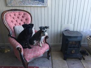 zwei Hunde auf einem Stuhl neben einem Herd in der Unterkunft The Baby House @ Wood Quay, Carlingford in Carlingford
