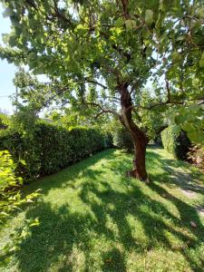 a tree in the middle of a grass field at Casa Malina Ferienhaus im Grünen am Gardasee in Toscolano Maderno