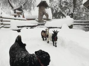 Altri animali domestici presso l'agriturismo o nei dintorni