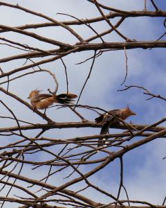 dois pássaros no topo de um galho de árvore em Pousada Velho Chico em Vargem Bonita