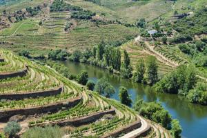 an aerial view of a river and vineyards at Quinta do Tedo in Folgosa