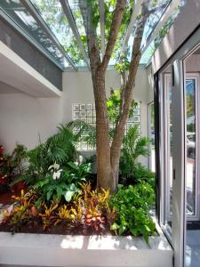 un jardín con un árbol y plantas en un edificio en Posada Fatima en San Bernardo