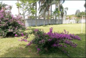 a garden with purple flowers in the grass at Linda chácara em Ibiúna in Ibiúna