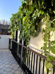 un balcón con una valla negra y vides verdes en Casa Siete Infantes, en Cartagena de Indias
