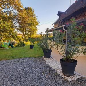 trois plantes en pot assises à l'extérieur d'une maison dans l'établissement Gite les Vignes du Château - 4 personnes, à Gehée