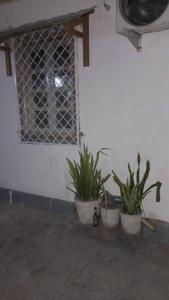 drei Pflanzen in Töpfen neben einer Wand mit Fenster in der Unterkunft Julie-Appart in Brazzaville