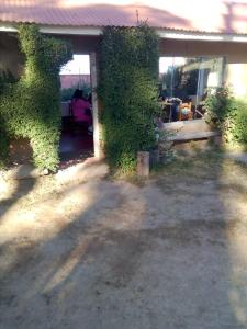 ein Haus mit Efeu, der nebenbei wächst in der Unterkunft Orlando´s House in Ocosuyo