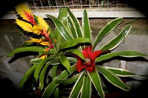 Fotografie z fotogalerie ubytování Sparadise a natureza em harmonia com tecnologia v Sao Paulu