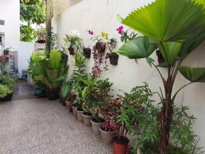 Un montón de plantas están alineadas contra una pared. en Home away from home., en Bacolod