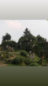 a group of animals standing on a hill at Shivoham valley view camps in Mussoorie