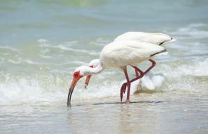 deux oiseaux blancs debout dans l'eau sur la plage dans l'établissement Sorrento Cabana, à Naples