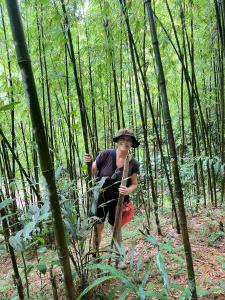 a woman is walking through a bamboo forest at SaPa Big Tree Hmong Homestay in Sa Pa