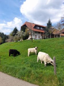 trois moutons paissant dans un champ devant une maison dans l'établissement Dischhof, à Biederbach Baden-Württemberg