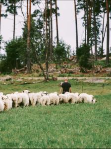 a man herding a herd of sheep in a field at Åkerbo gård charmigt renoverad flygel in Kristinehamn