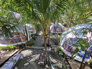 a group of tents in a yard with a palm tree at Beachfront Glamping Dome Dauin Bamboo Style in Dauin