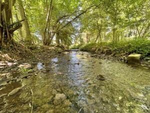 a stream in the middle of a forest with trees at Samphire in Sharrington
