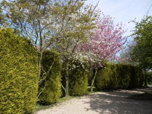 a row of hedges with a tree with pink flowers at Sky in Sharrington