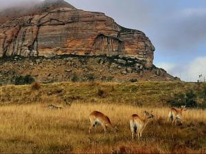a group of gazelles in a field with a mountain at Mount Everest Guest Farm in Harrismith