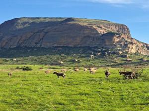 a herd of animals in a field with a mountain in the background at Mount Everest Guest Farm in Harrismith