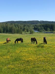 a group of horses grazing in a field of flowers at Torpgården in Torsby