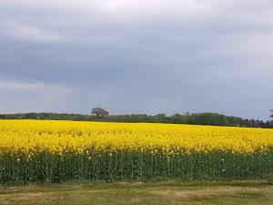 a field of yellow flowers in a field at Holiday Home Mimi - all inclusive - 800m to the inlet by Interhome in Rørvig