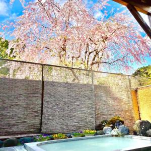 Fuji-Hakone Guest House في هاكوني: شجرة عليها زهور وردية أمام الجدار