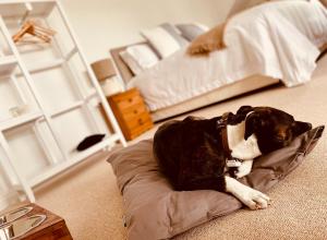 un perro tirado en una almohada en un dormitorio en The Ventnor Annex, en Ventnor
