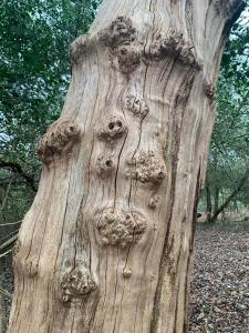a tree trunk with a face drawn on it at Foxglove Fourteen in Saint Leonards