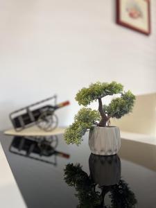 a bonsai tree in a pot on a counter at Felix Celeia Apartment in Celje