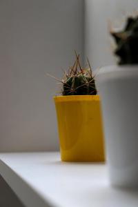 a plant in a yellow pot sitting on a ledge at Kula Apartman 3 in Brčko