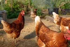 eine Gruppe von Hühnern, die auf einem Hof stehen in der Unterkunft Agriturismo Ca' Pasquin in Roccaverano