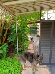 Domácí mazlíčci ubytovaní s hosty v ubytování 33 on Smuts Selborne