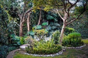 2 sillas blancas en un jardín con plantas y árboles en Hostal Cuija Coyoacan Berlin 268 Coyoacan, en Ciudad de México