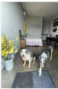 two dogs standing in a room with a bed at Seu lar Fora de Casa! in Juazeiro do Norte