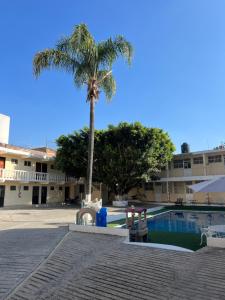 eine Palme neben einem Pool in der Unterkunft Hotel 20 De Julio in Cuernavaca