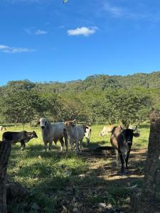 um grupo de vacas em pé num campo em Finkita Nosara House R em Nosara