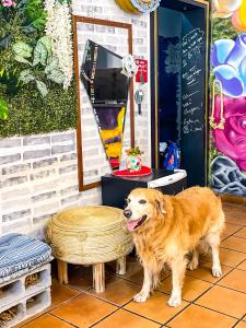 O animal ou animais de estimação com os hóspedes em Toca da Mona Roots Hostel