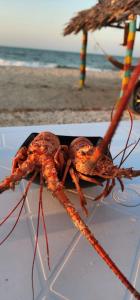 a lobster sitting on a table next to the beach at habitación frente al mar in Mayapo