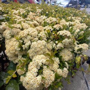 a bunch of white flowers in a garden at CASA CONFORT in Corralitos