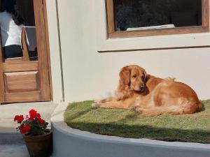 Animal sau animale de companie care stau la Hotel Blossom