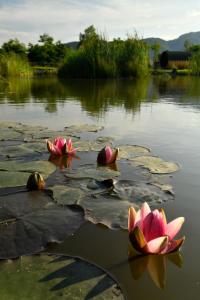 un gruppo di ninfee rosa su un lago di Green Resort Bran a Bran