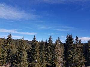 un bosque de pinos con un cielo azul en el fondo en Панорама Стойките Релакс, en Stoykite
