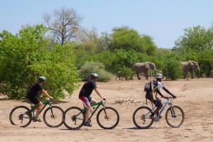 Tres personas montando bicicletas en un camino de tierra con elefantes en el fondo en Euphorbia Mashatu en Lentswelemoriti