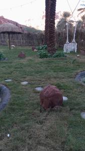 a rock sitting in the grass next to a palm tree at كوخ بيت نخله in AlUla