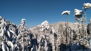 a mountain covered in snow with palm trees at Rai Desh Cottages in Shimla