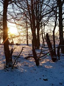a snow covered field with trees and the sun in the background at Eider in Karolinenkoog